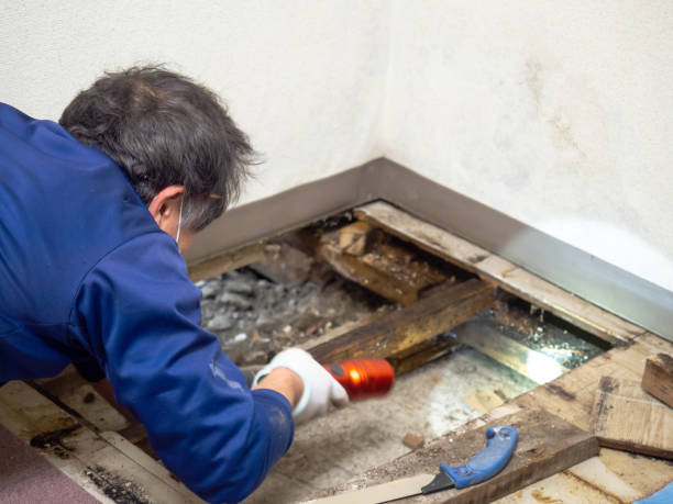 Best Black Mold Removal  in Kapn, LA