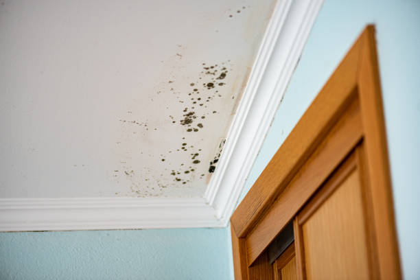 Best Mold Removal and Inspection  in Kapn, LA