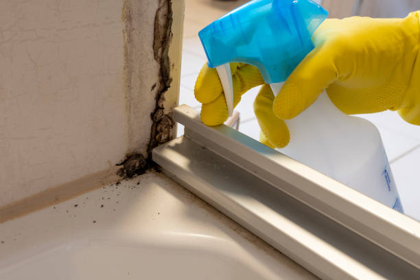Best Toxic Mold Removal  in Kapn, LA