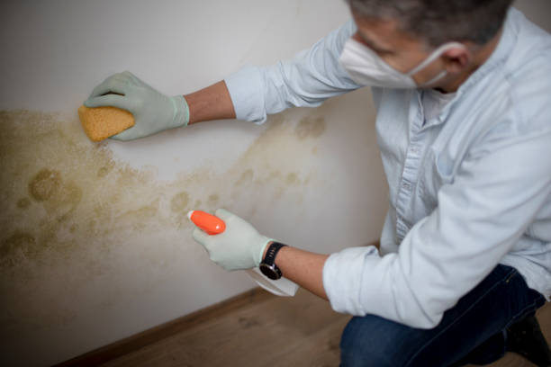 Best Professional Mold Removal  in Kapn, LA