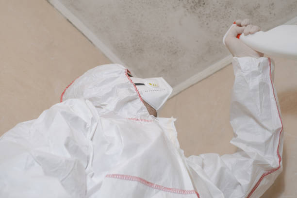 Mold Removal and Inspection in Kaplan, LA