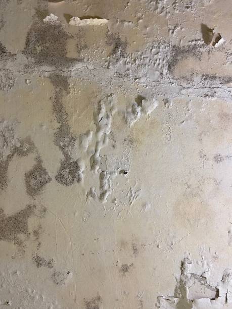 Best Mold Remediation  in Kapn, LA