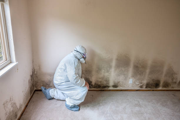 Best Mold Inspection  in Kapn, LA
