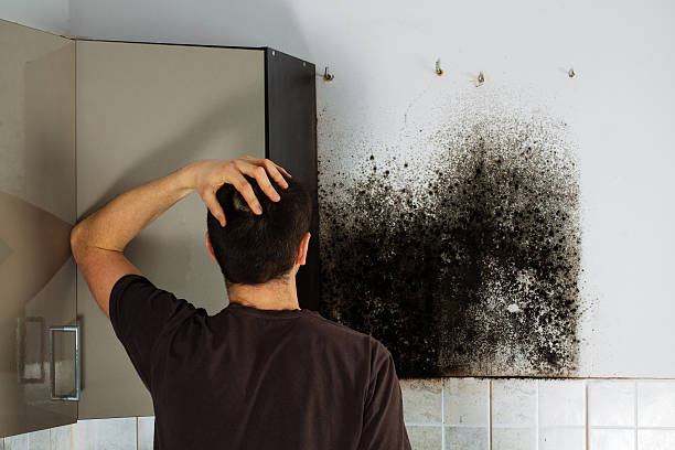 Best Mold Remediation Services  in Kapn, LA