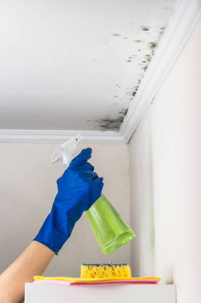 Best Residential Mold Removal  in Kapn, LA