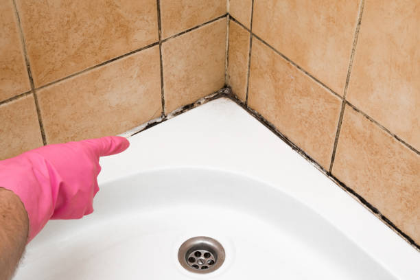 Reliable Kaplan, LA Mold Removal Solutions