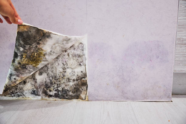 Best Fast Mold Removal  in Kapn, LA